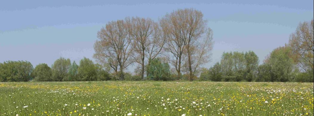 Dooimeer